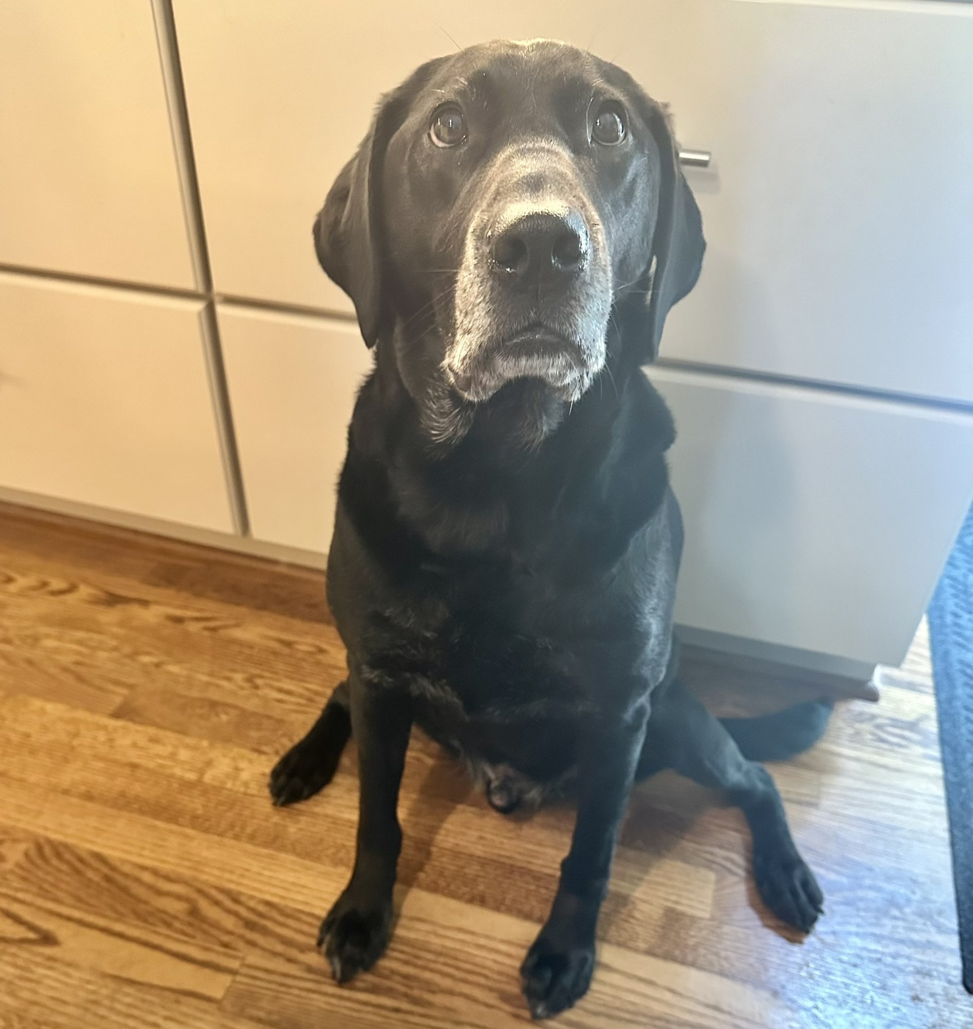 Auggie, Emily Busch's dog