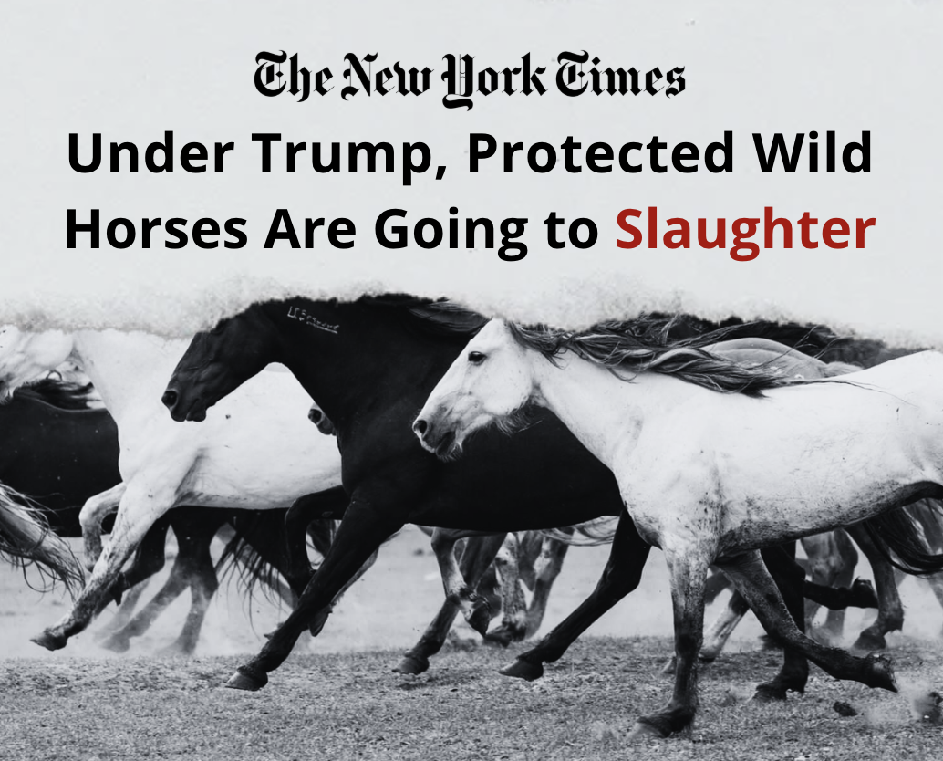 Protected wild horses are going to slaughter