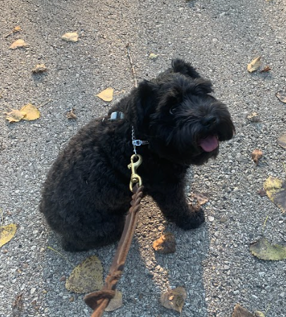 Sara Rodriguez headshot